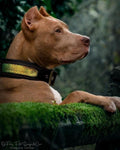 Fashion Leather Dog Collar – D’Albertis Style