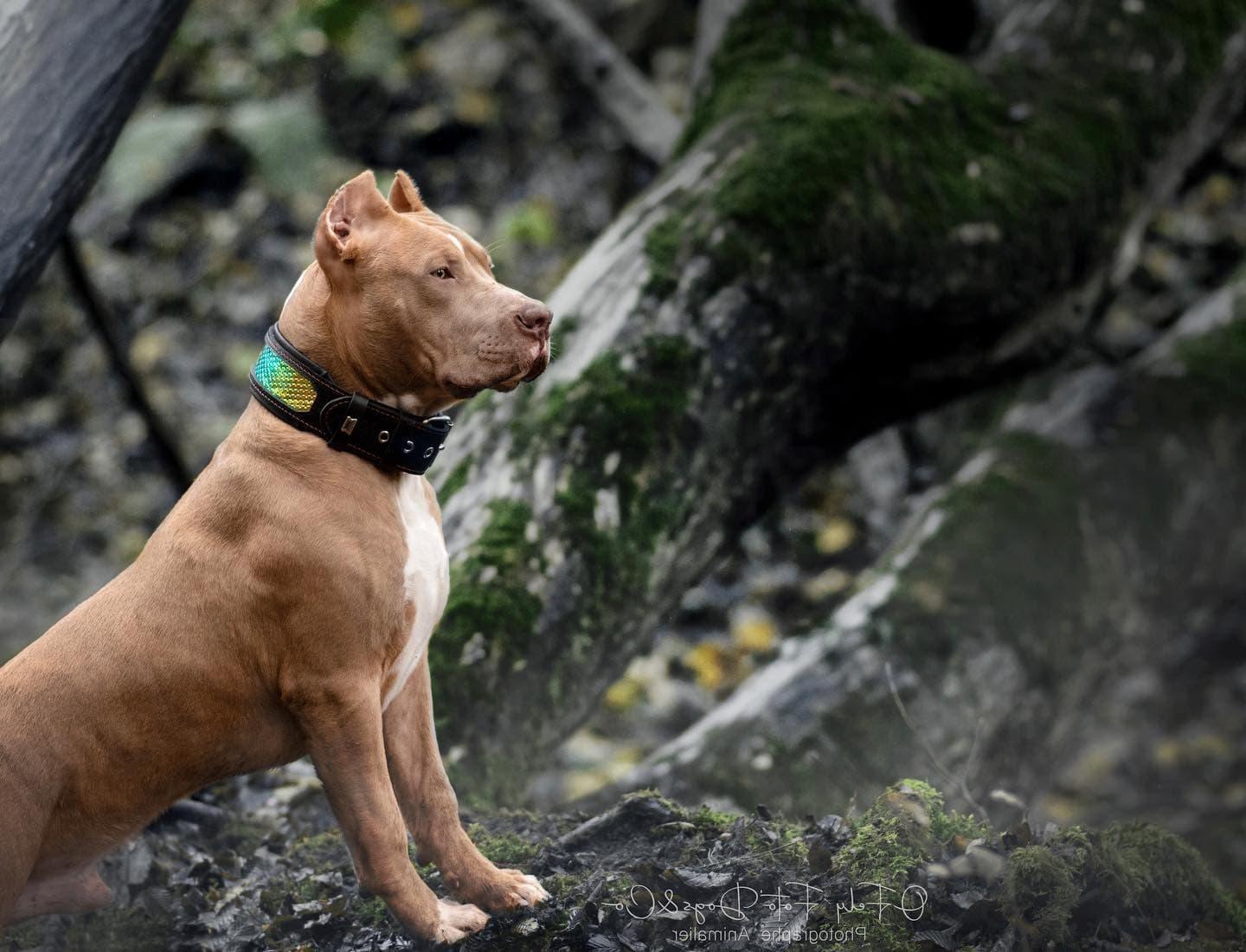 Fashion Leather Dog Collar – D’Albertis Style