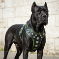 Bijou Black & Green Lifestyle