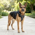 Bijou Blue Harness Lifestyle