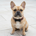 Bowtie Brown Collar Hero
