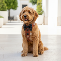 Bowtie Brown Lifestyle