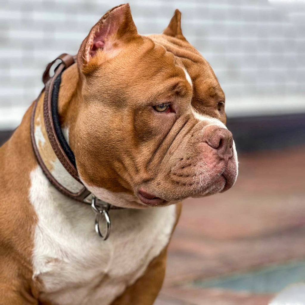 Leather Dog Collar – Buffalo Style