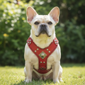 Eros Red Leather Harness Lifestyle