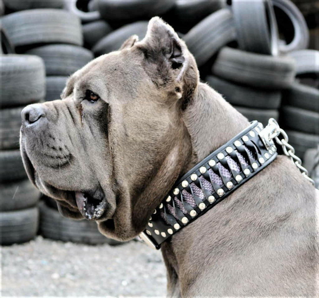 Leather Dog Collar – Steampunk, Exclusive Design