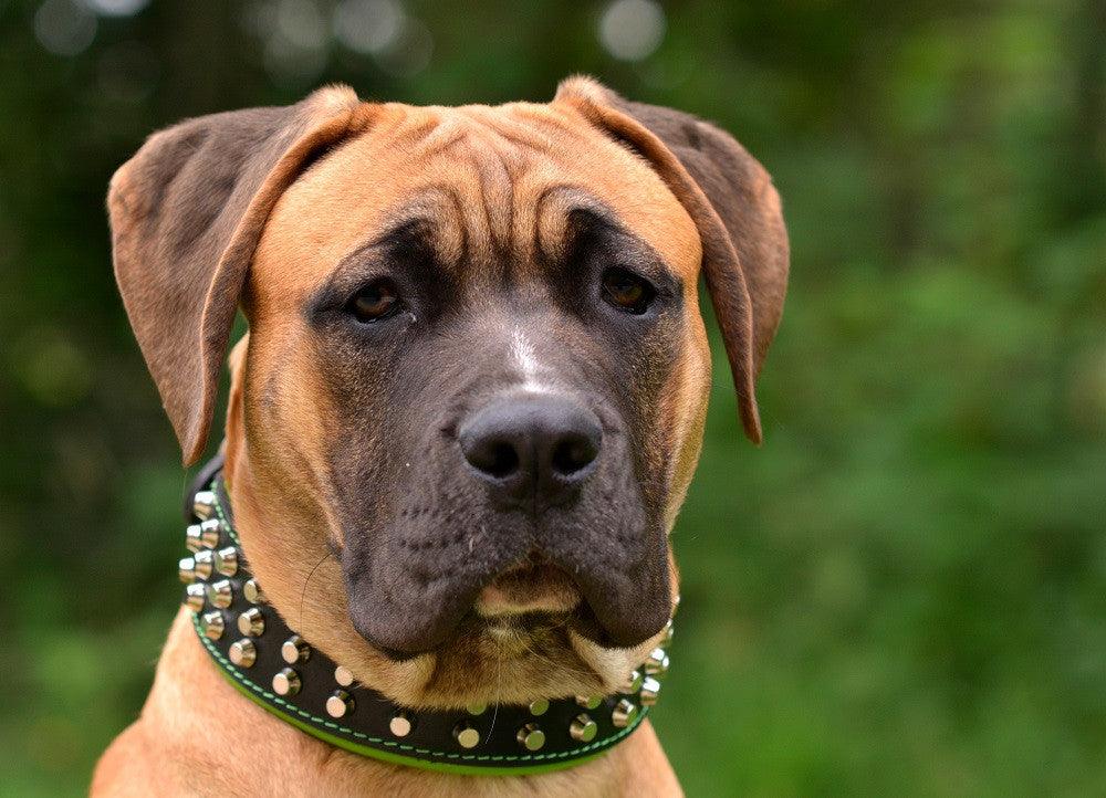 Studded Leather Dog Collar – Stud Style
