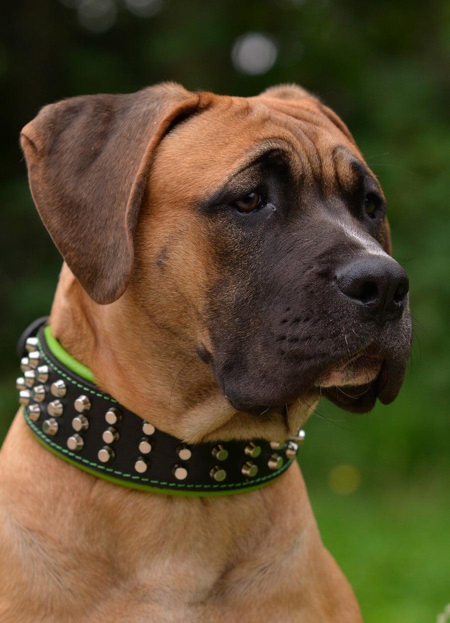 Studded Leather Dog Collar – Stud Style