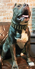 Leather Dog Collar – Gold Giant, Gold Hardware