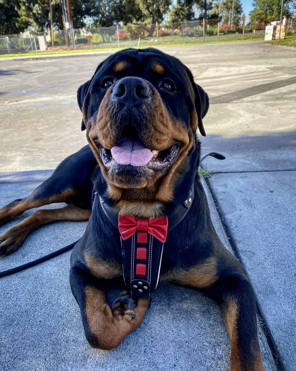 "Bowtie" Handmade Leather Dog Harness – Black | Large Breeds | by Bestia Dog Gear