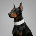 Leather Dog Collar – Dragon Scale