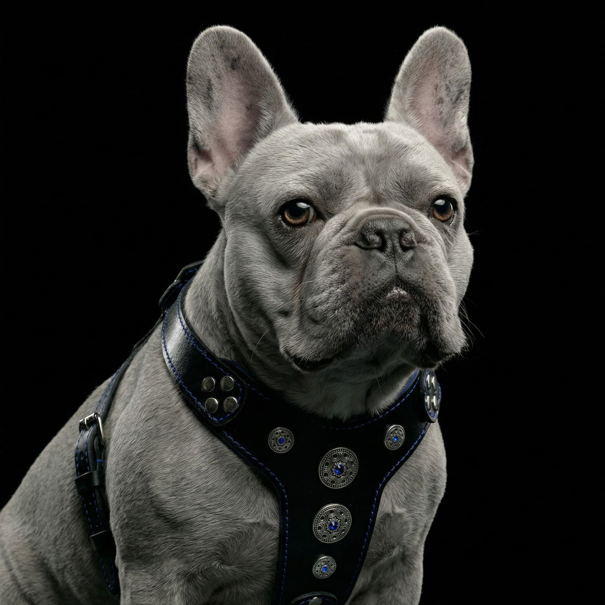 The Bijou Leather Dog Harness — Black & Blue | Small to Medium