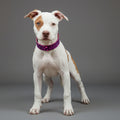 Leather Puppy Collar – Viola Drops Style
