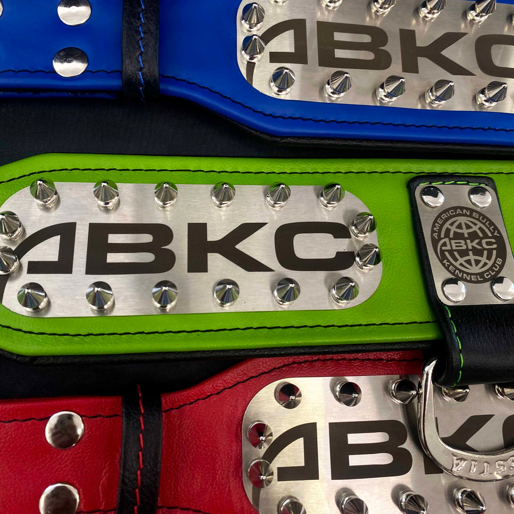 Leather Dog Collar – "ABKC", Spiked, American Bully Kennel Club