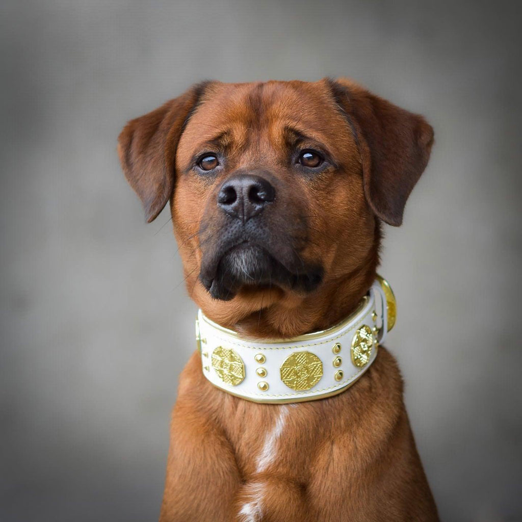 Wide Leather Dog Collar – Maximus, 2.5 Inch, White & Gold