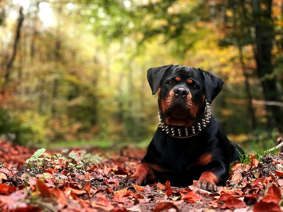 Leather Dog Collar – Gold Giant, Gold Hardware