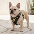 Maximus Black & Gold S/M Lifestyle