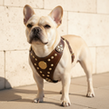 Maximus Brown & Gold Lifestyle