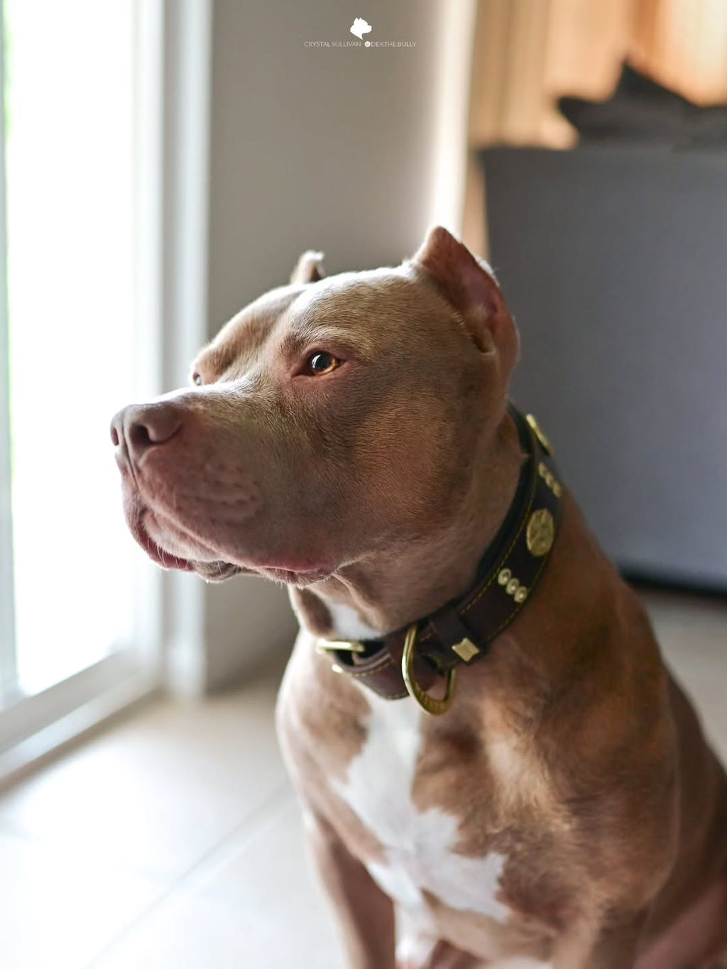 Wide Leather Dog Collar – Maximus, 2.5 Inch, Brown & Gold