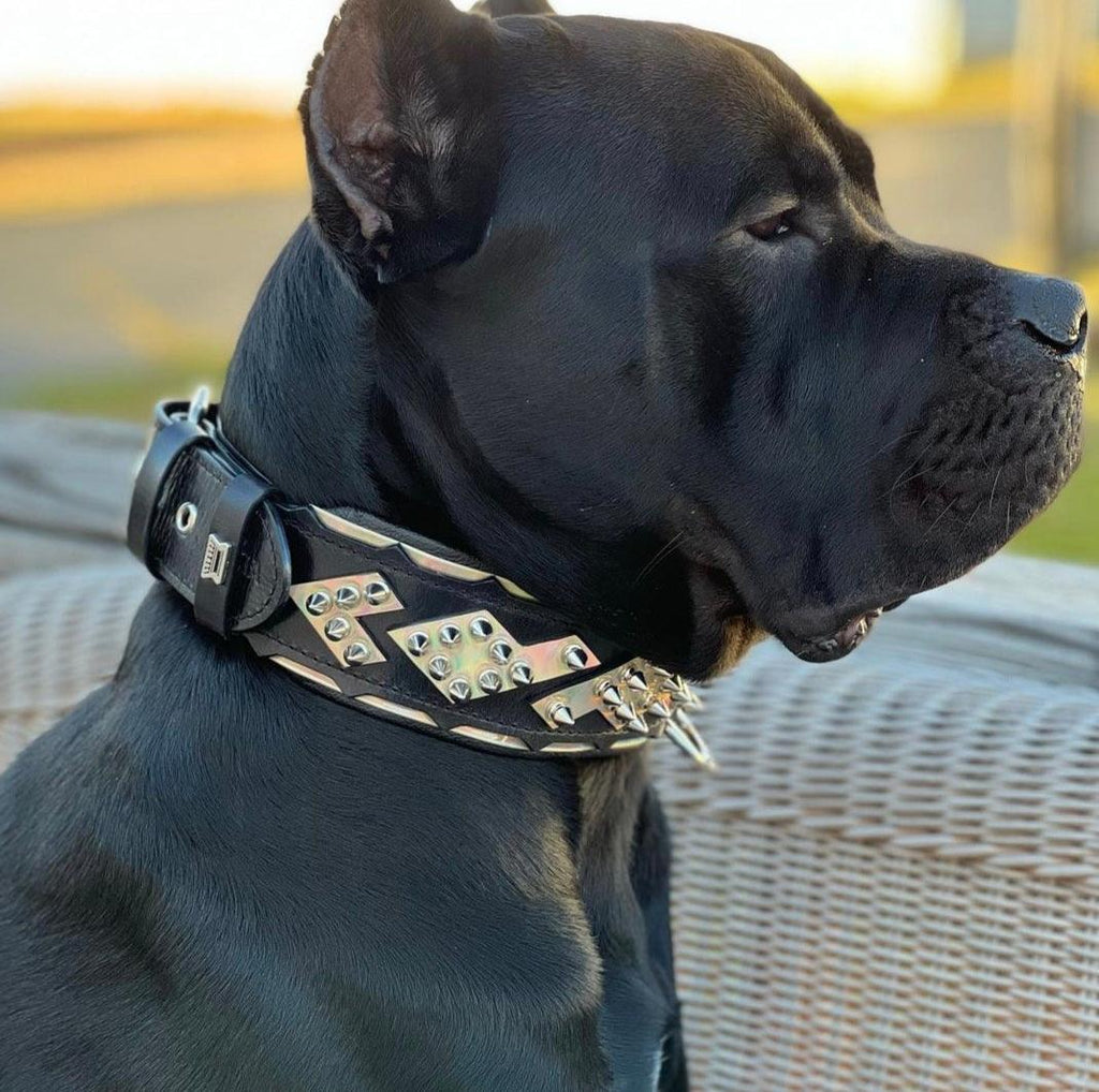 Leather Dog Collar – Midas, Black & Silver Spiked