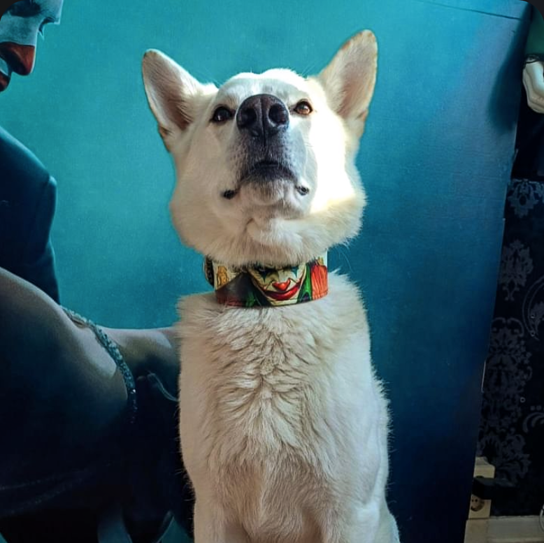 Leather Dog Collar – Joker Inspired, Halloween Edition