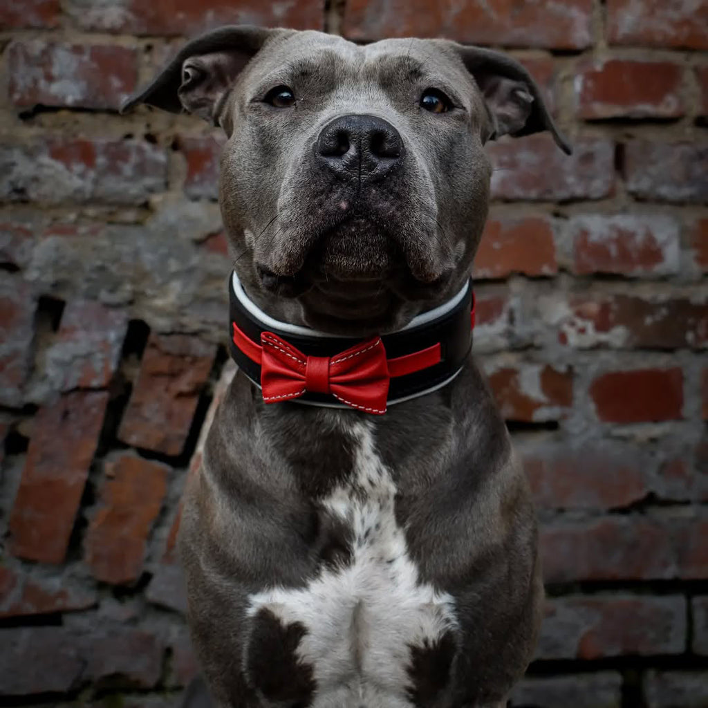 Leather Dog Collar with Bowtie – Black
