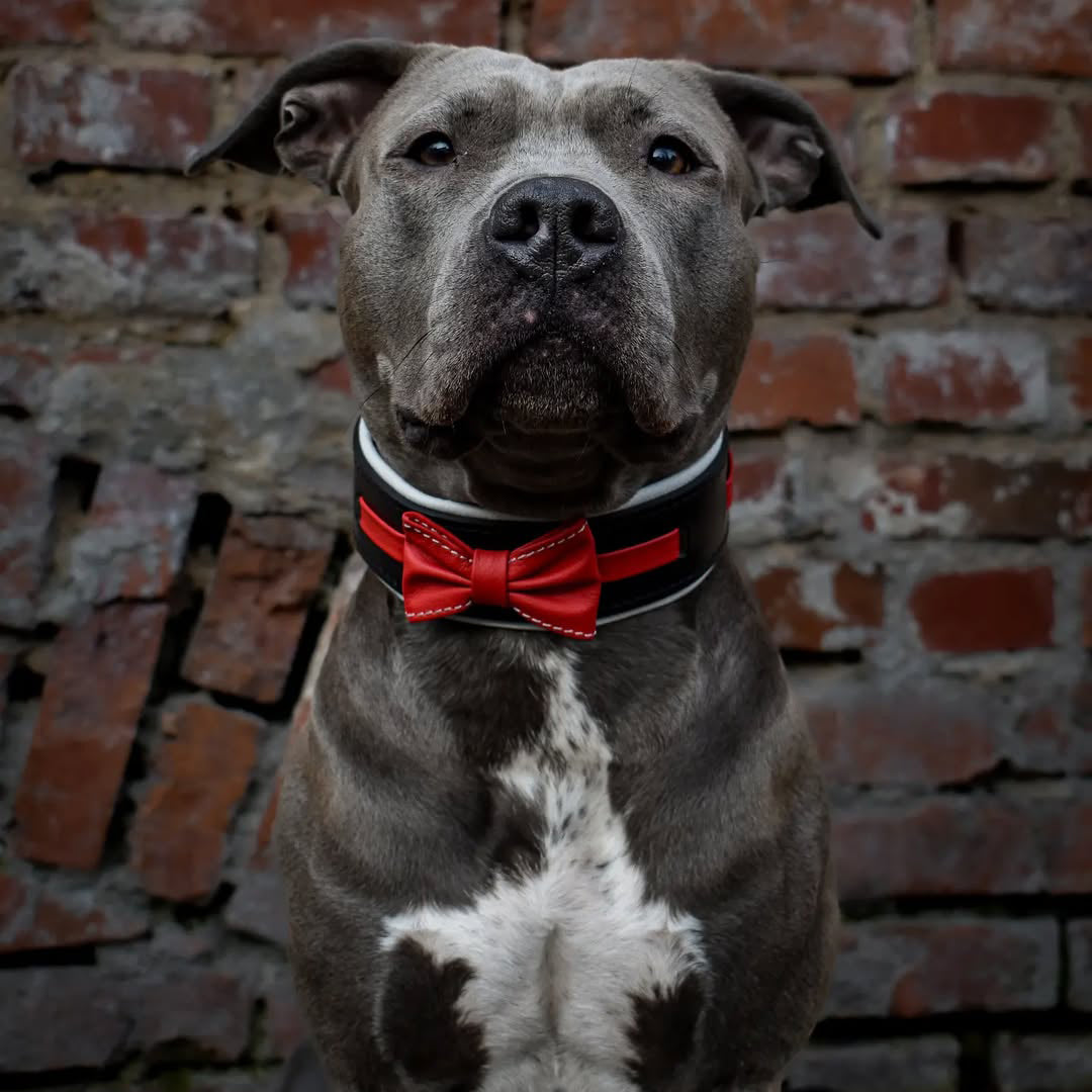 Leather Dog Collar with Bowtie – Black