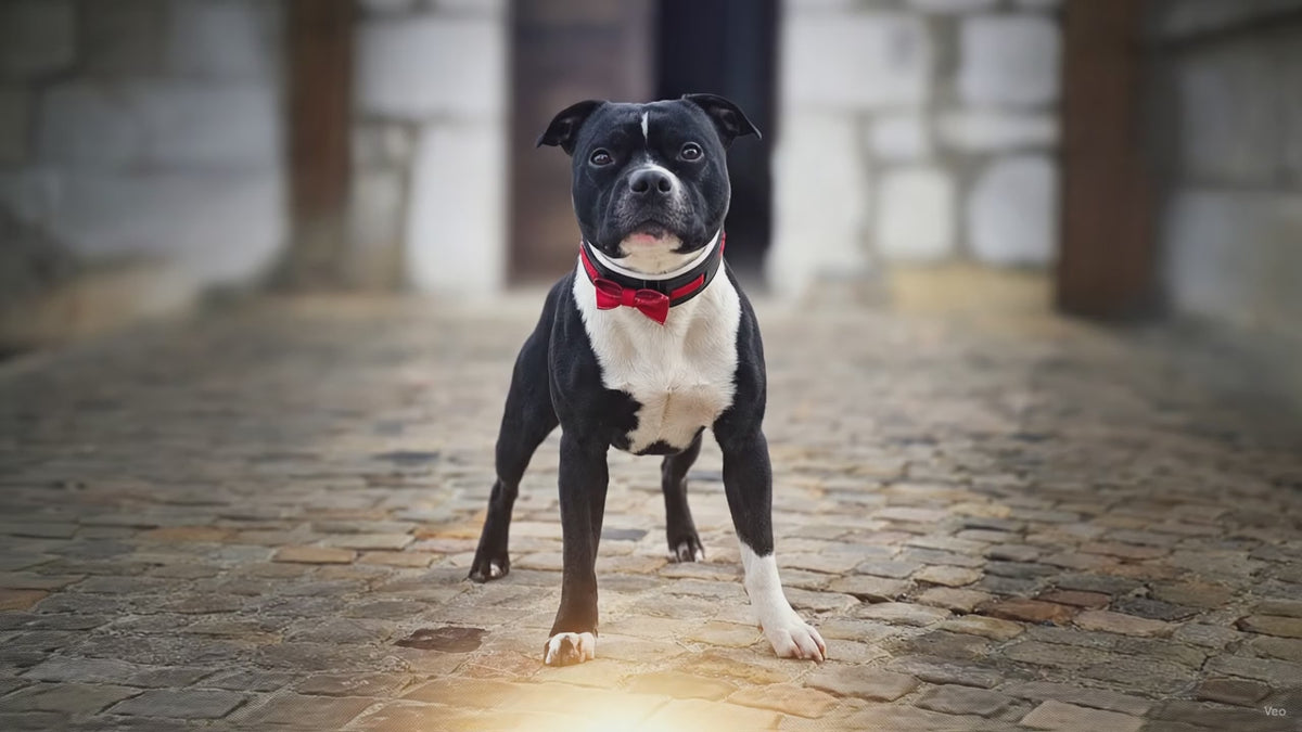 Leather Dog Collar with Bowtie – Black