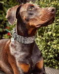 Python-Embossed Leather Dog Collar – Rock Python