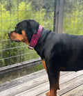 Python-Embossed Leather Dog Collar – Rock Python, Pink