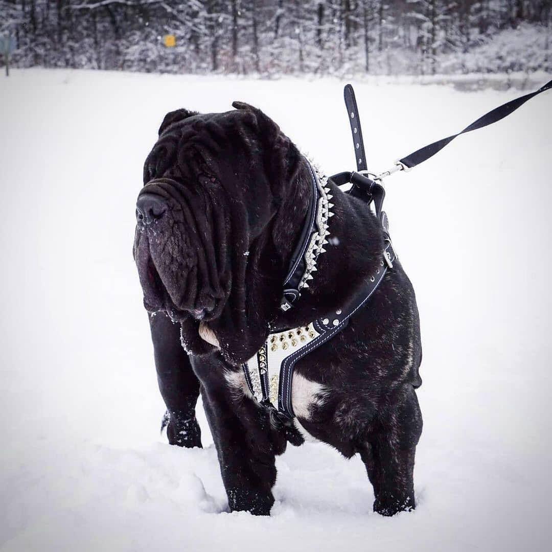 Platinum Leather Dog Harness – Black & Silver | Handcrafted by Bestia