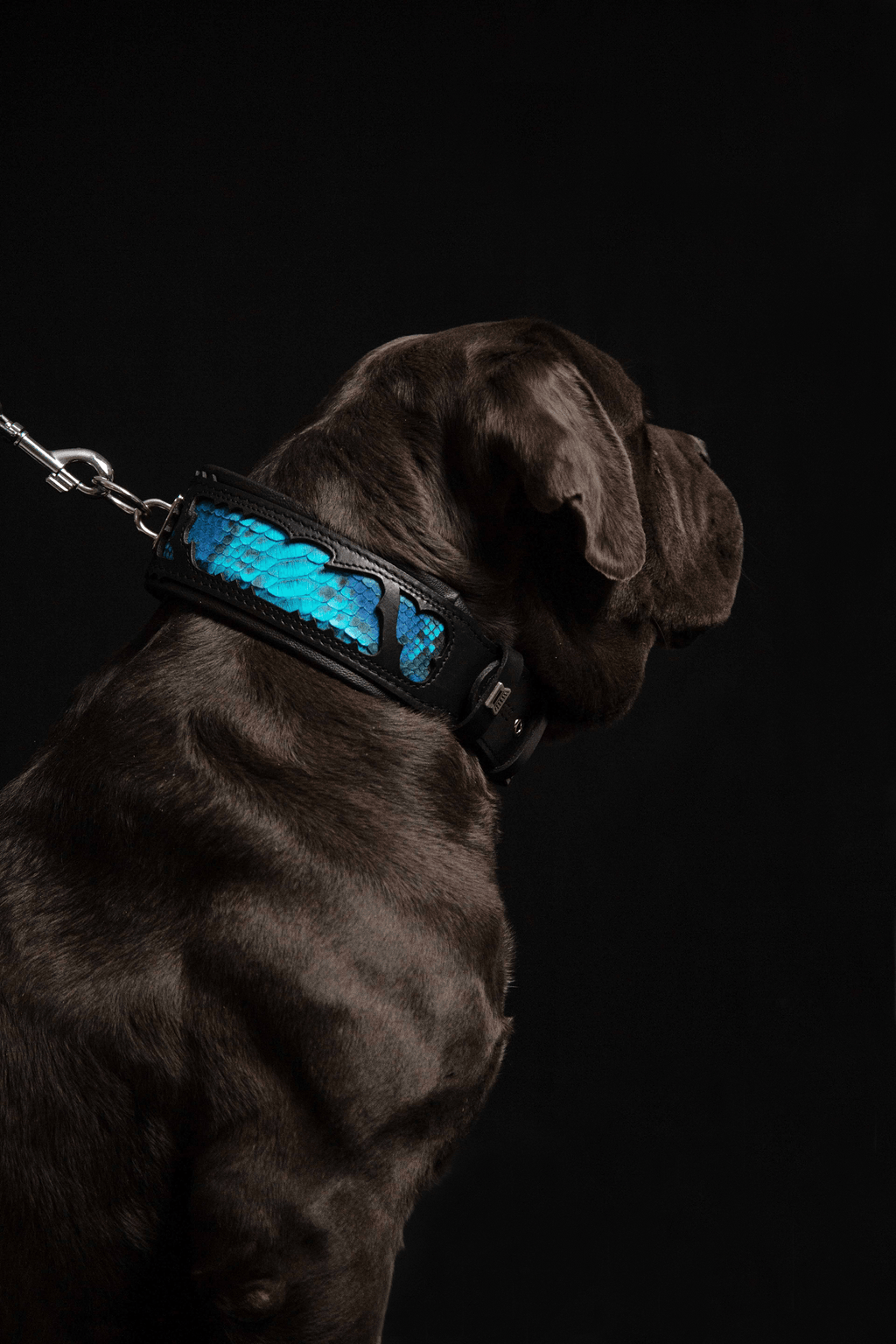Python-Embossed Leather Dog Collar – Morelia