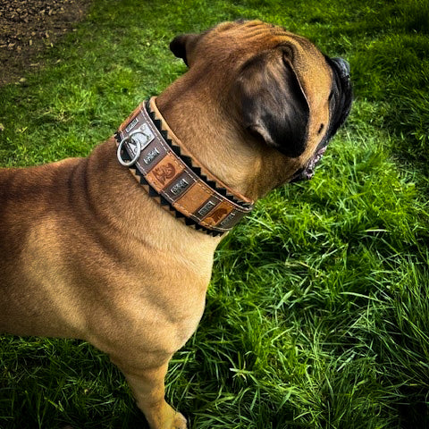 Leather Dog Collar – SPQR Style