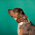 Leather Dog Collar – SPQR Style