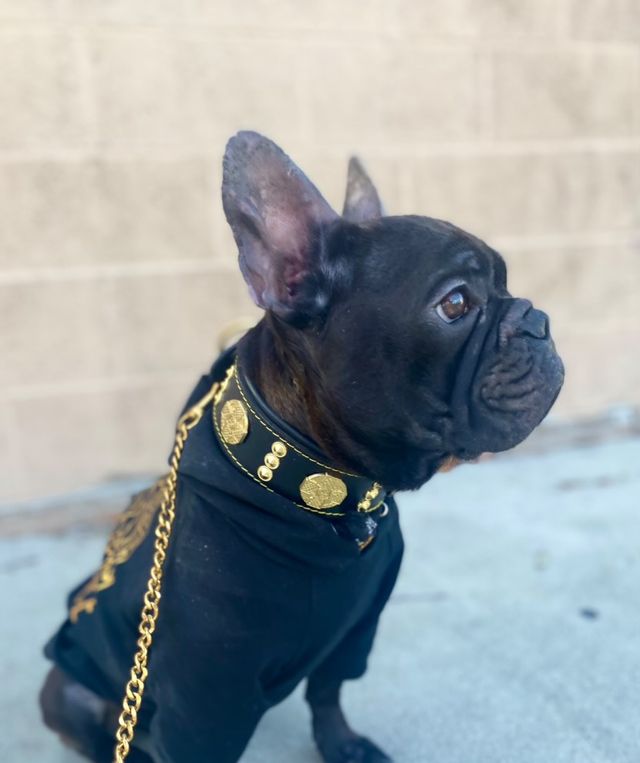 Wide Leather Dog Collar – Maximus, 2 Inch, Gold Decoration