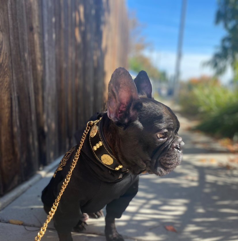 Wide Leather Dog Collar – Maximus, 2 Inch, Gold Decoration