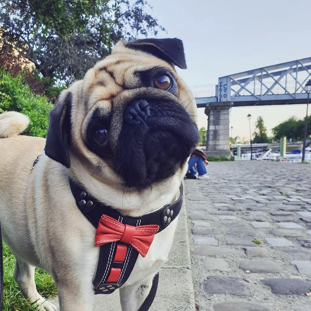 "Bowtie" Handmade Leather Dog Harness – Black | by Bestia Dog Gear