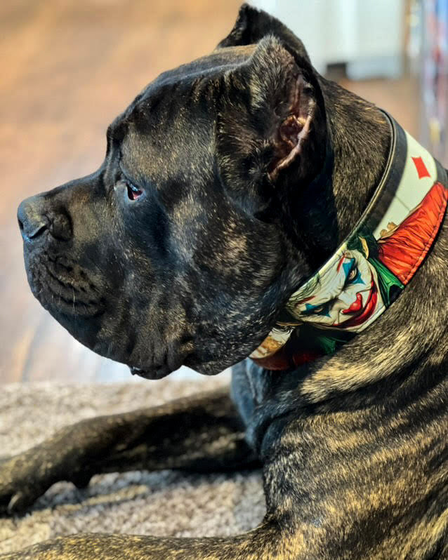 Leather Dog Collar – Joker Inspired, Halloween Edition
