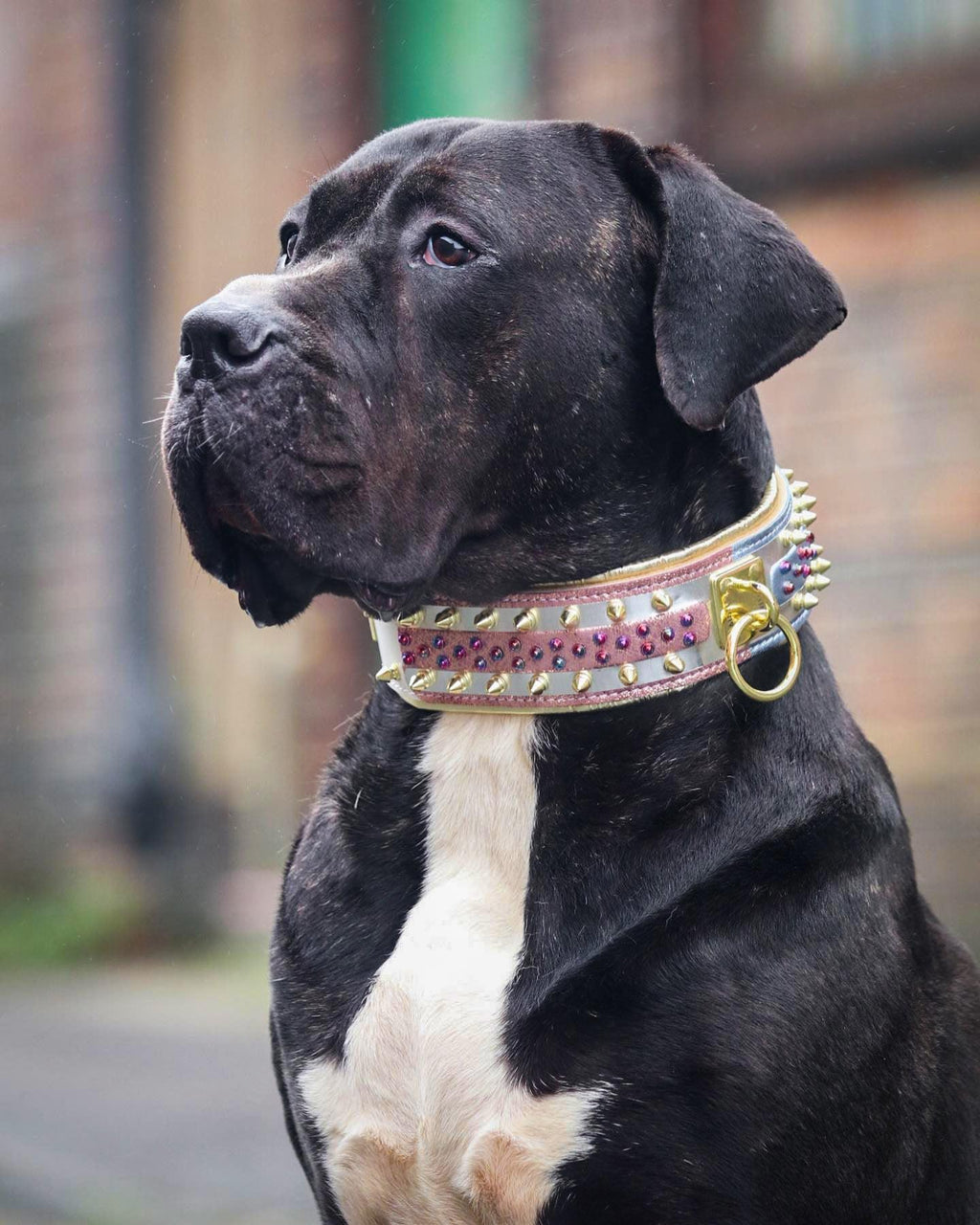 Candy White Leather Dog Collar – Gold Studs & Gems | M, L, XL & XXL