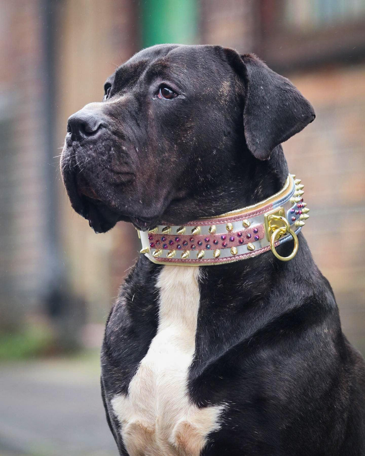 Candy White Leather Dog Collar – Gold Studs & Gems | M, L, XL & XXL