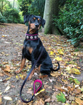 Leather Dog Collar – Bijou, Black & Pink