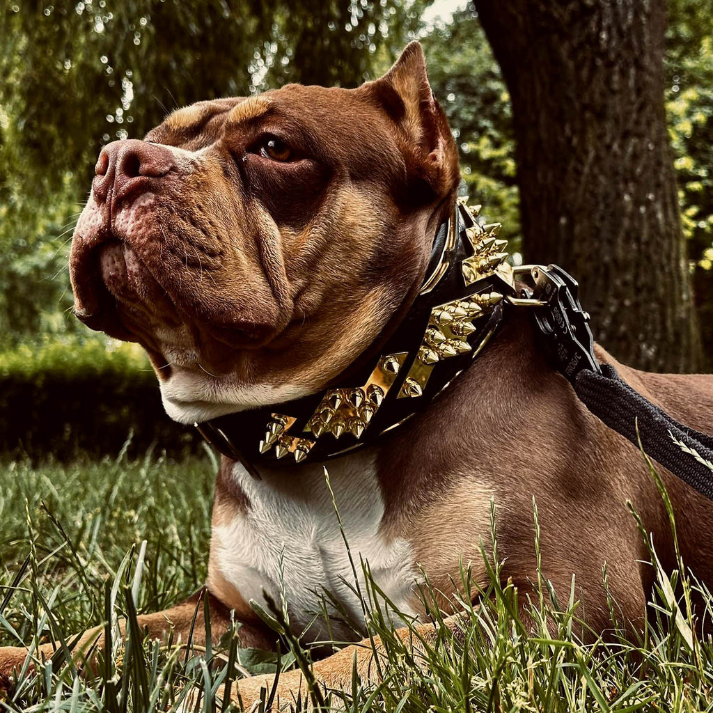 Spiked Leather Dog Collar – Midas, Gold Hardware