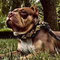 Spiked Leather Dog Collar – Midas, Gold Hardware