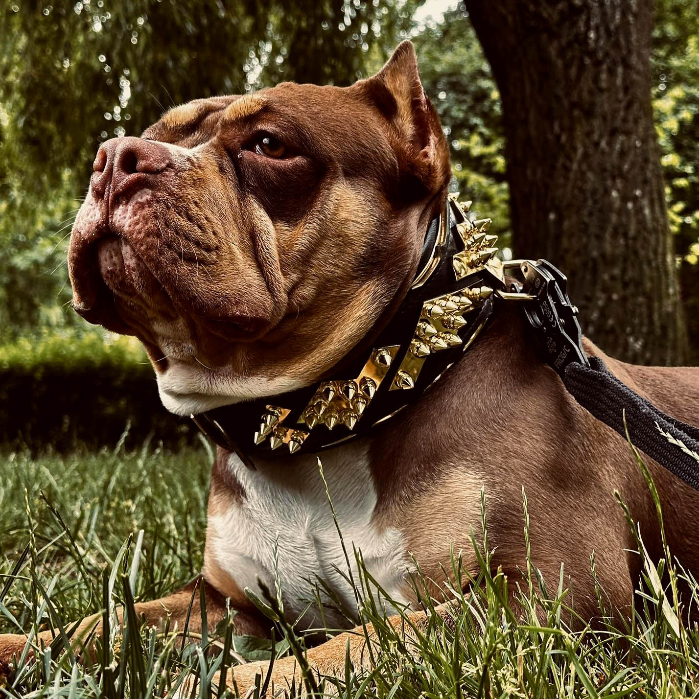 Spiked Leather Dog Collar – Midas, Gold Hardware