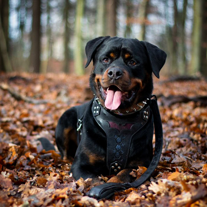 "BATDOG" Handmade Leather Dog Harness | M to XXL | by Bestia Dog Gear