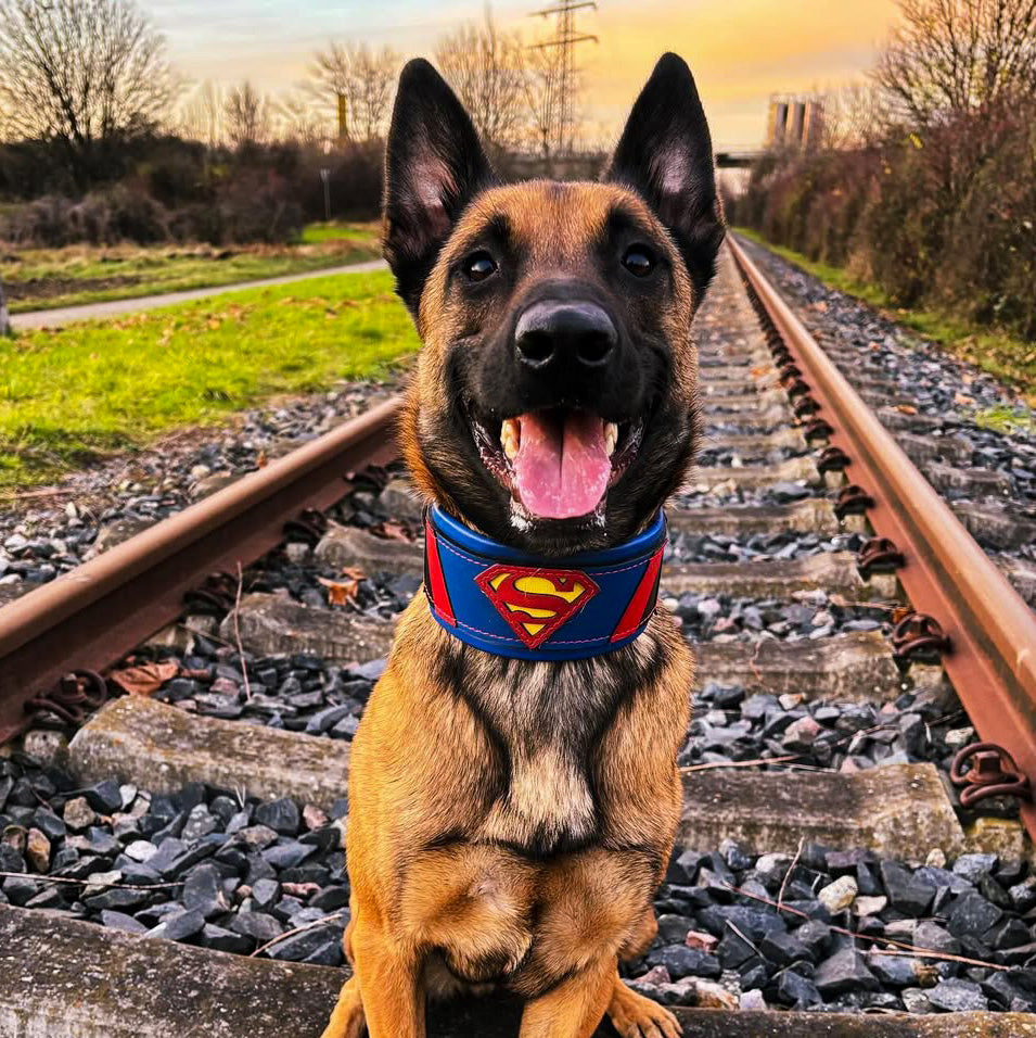 Leather Dog Collar – Superdog, Superman Inspired, Blue